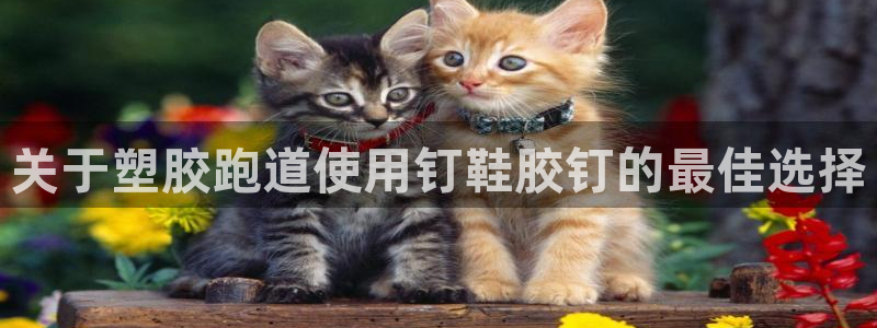 红足体育网