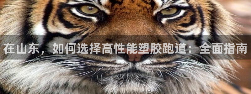 红足一1世77814：在山东，如何选择高性能塑胶跑道：全面指南