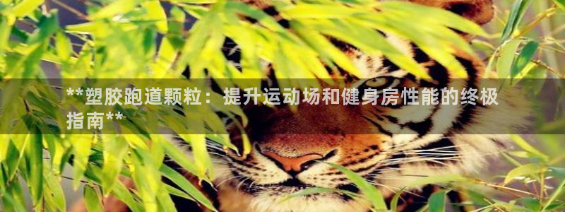 红足1世足球网址：**塑胶跑道颗粒：提升运动场和健身房性能的终极
指南**
